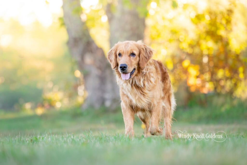 Amber walking easily across the grass with her tongue out, trees and turning leaves behind her at Windy Knoll Goldens in Bradford, Maine.