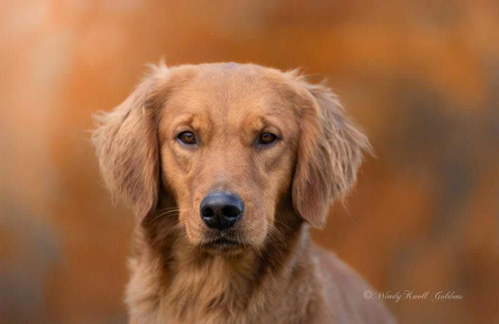 Golden Mountain Dogs In Maine