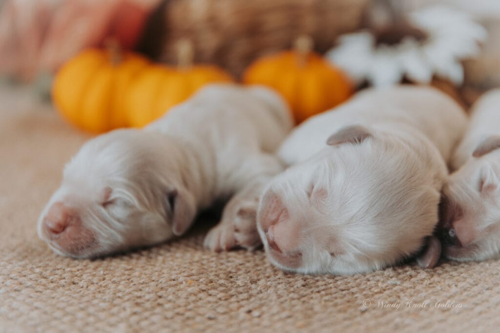 sleeping puppies in New England 
