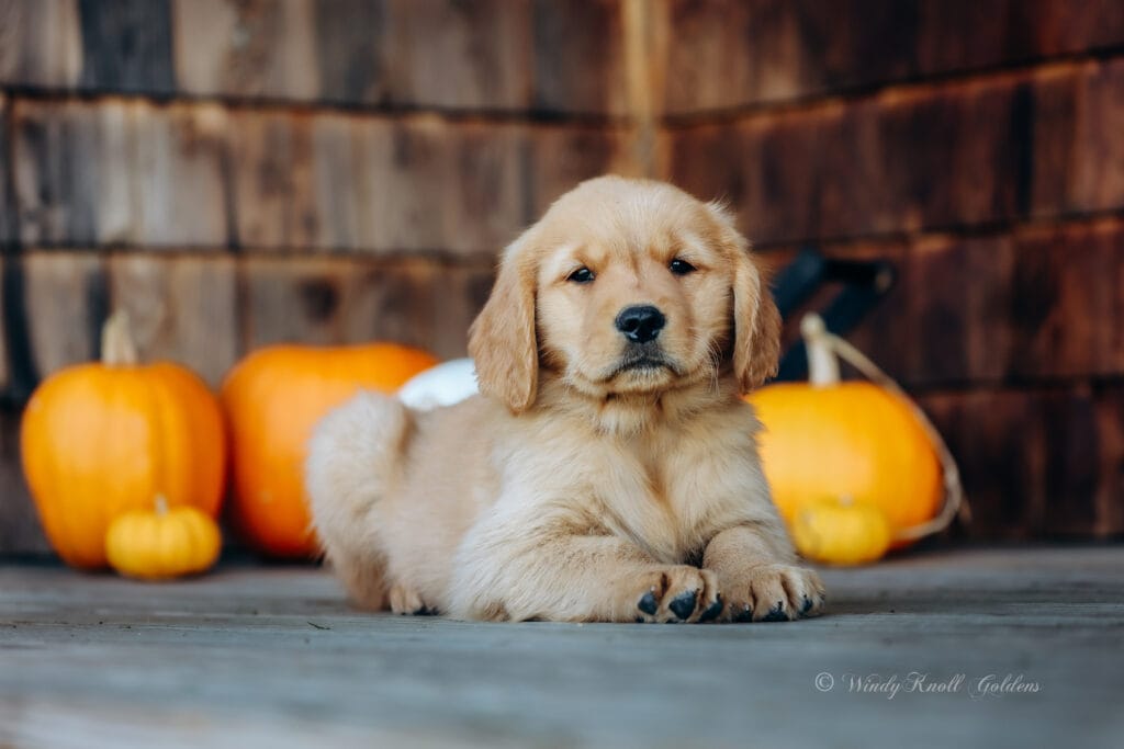 AKC puppy getting it's nails trimmed