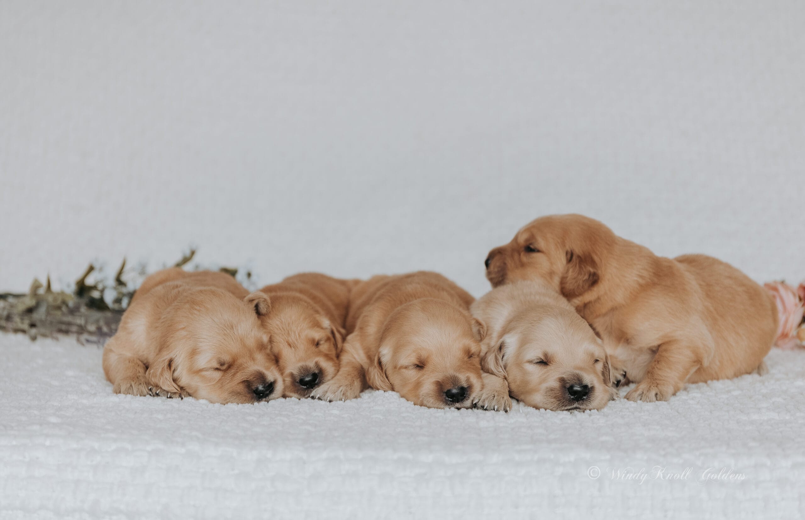 Golden Retriever Puppies