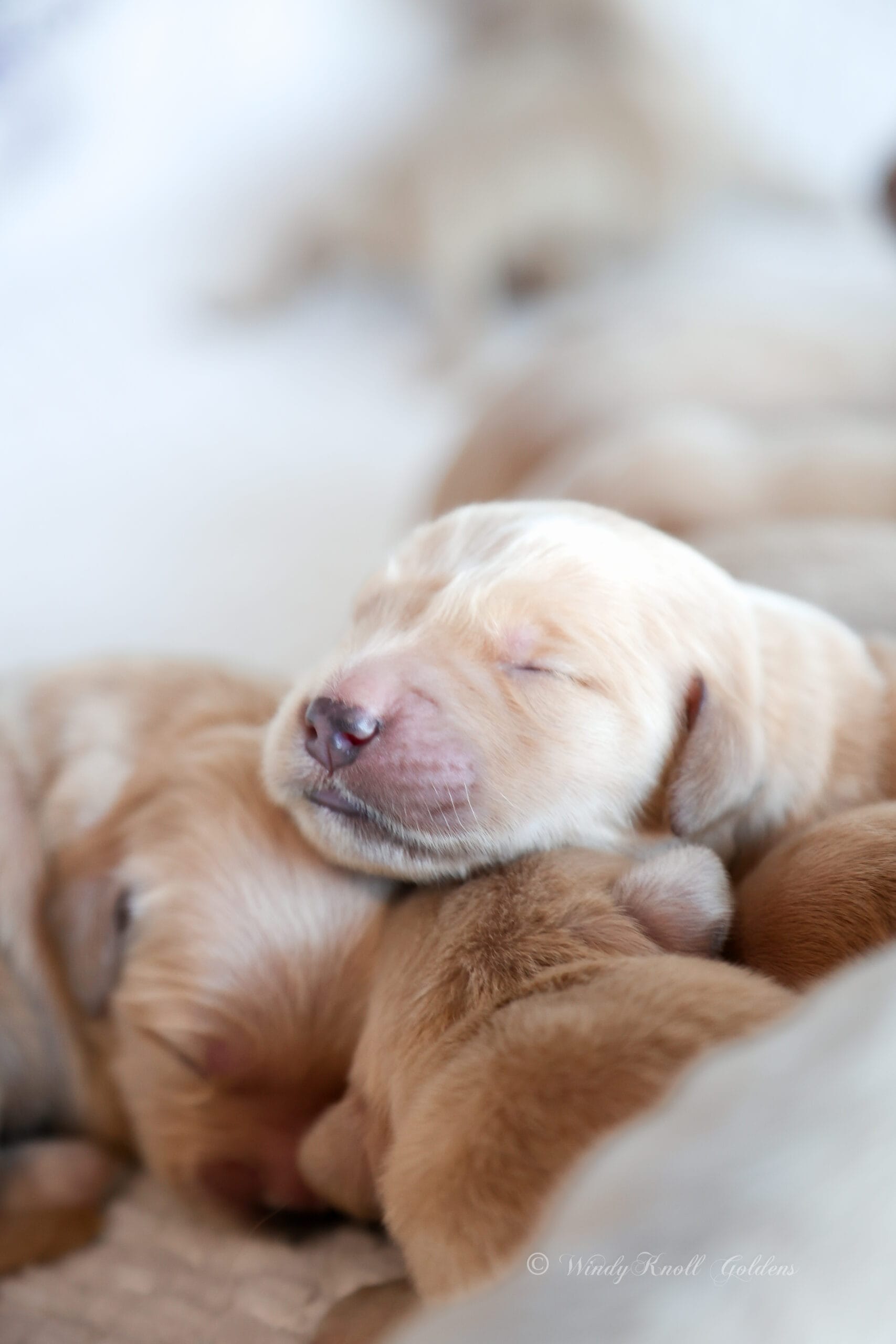New Golden Retriever Puppies