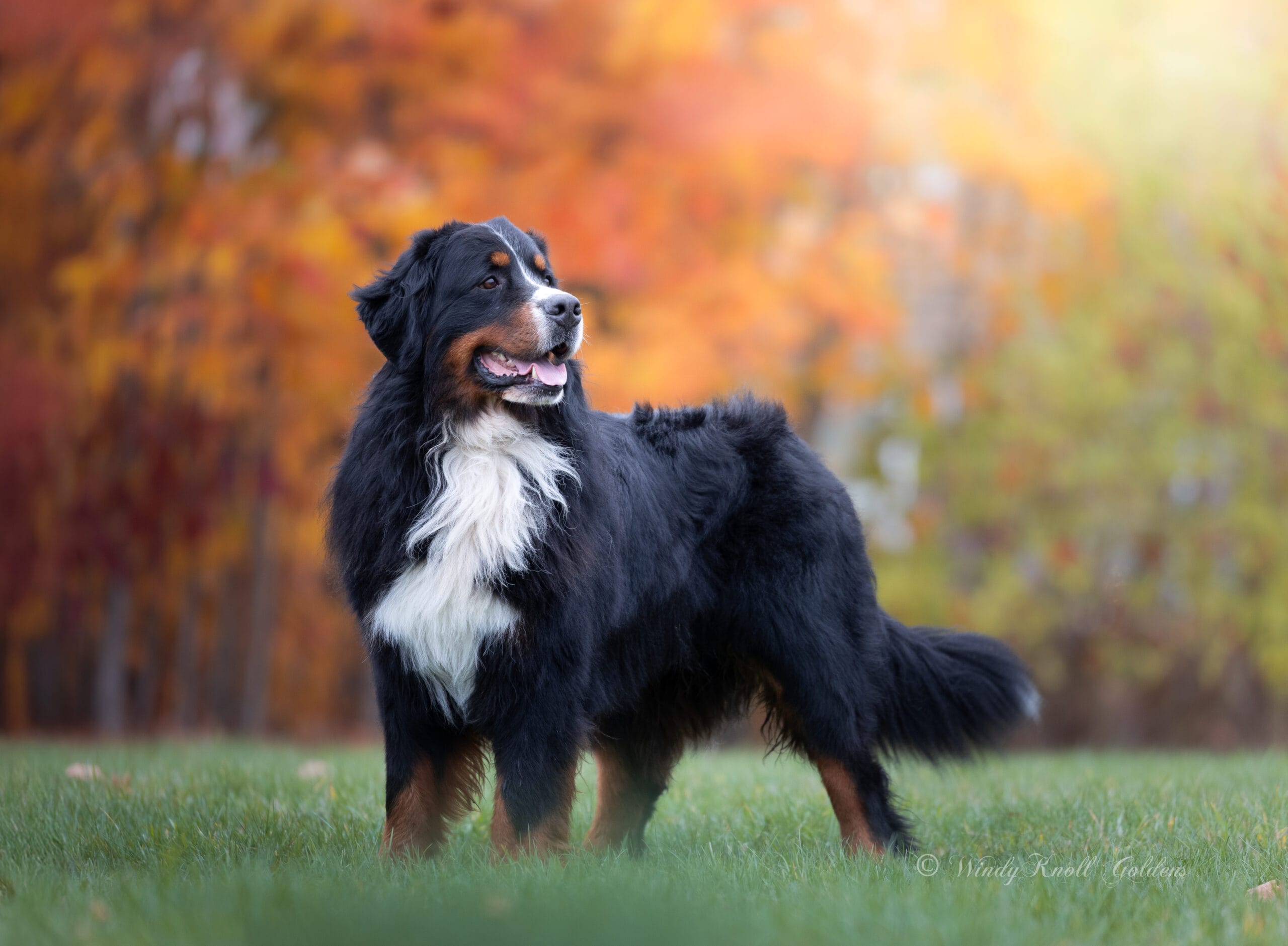 Bernese Mountain Dog