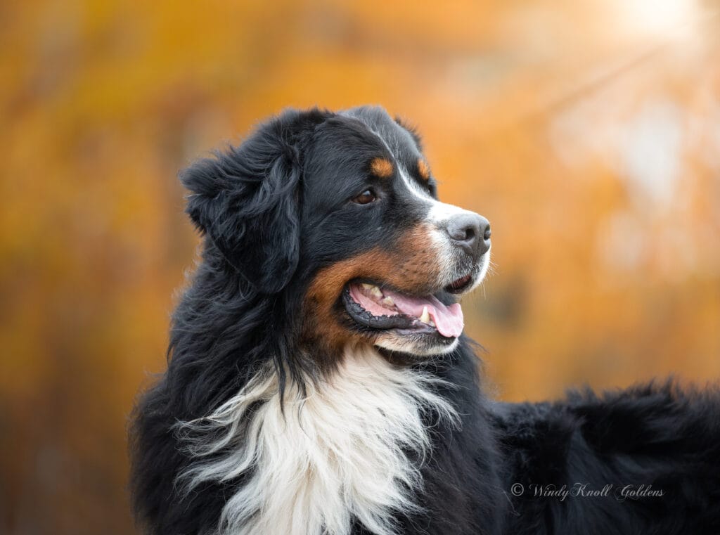 Golden Mountain Dogs in New England 
