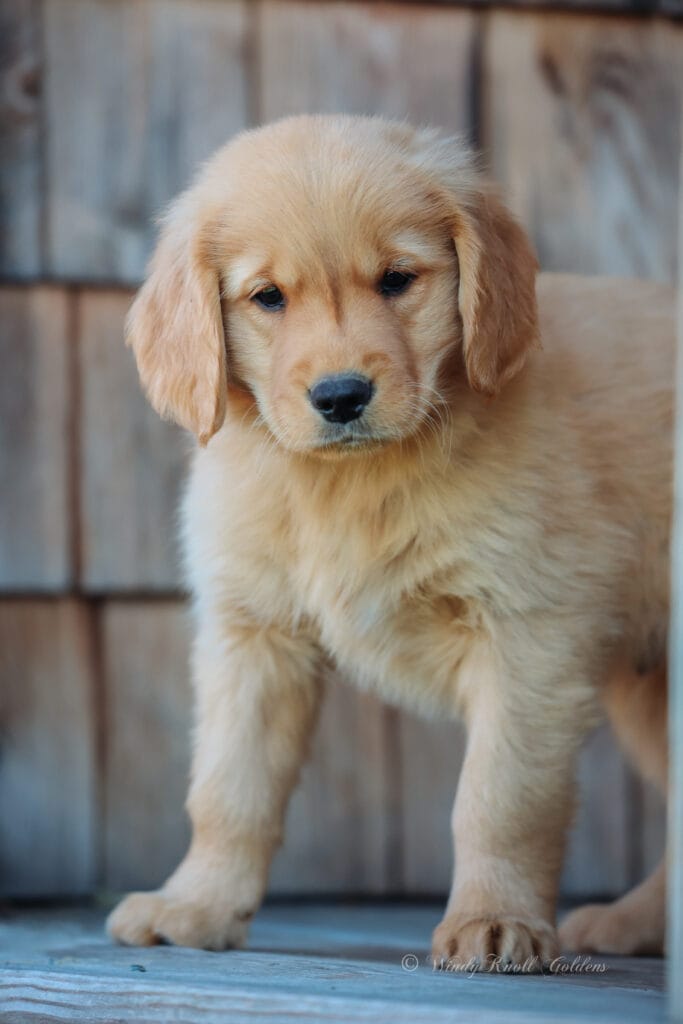 Maine Golden Retriever Puppy Fall Photoshoot 