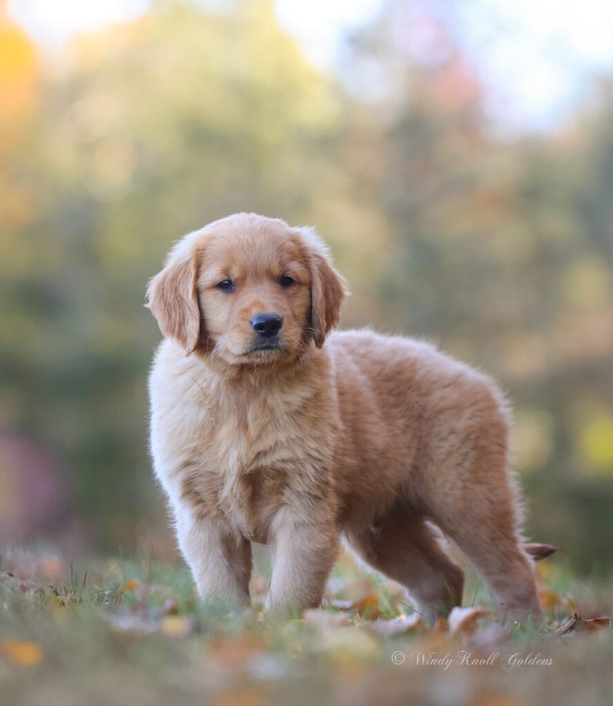 Golden Retriever Puppy Stanning in a field New England 