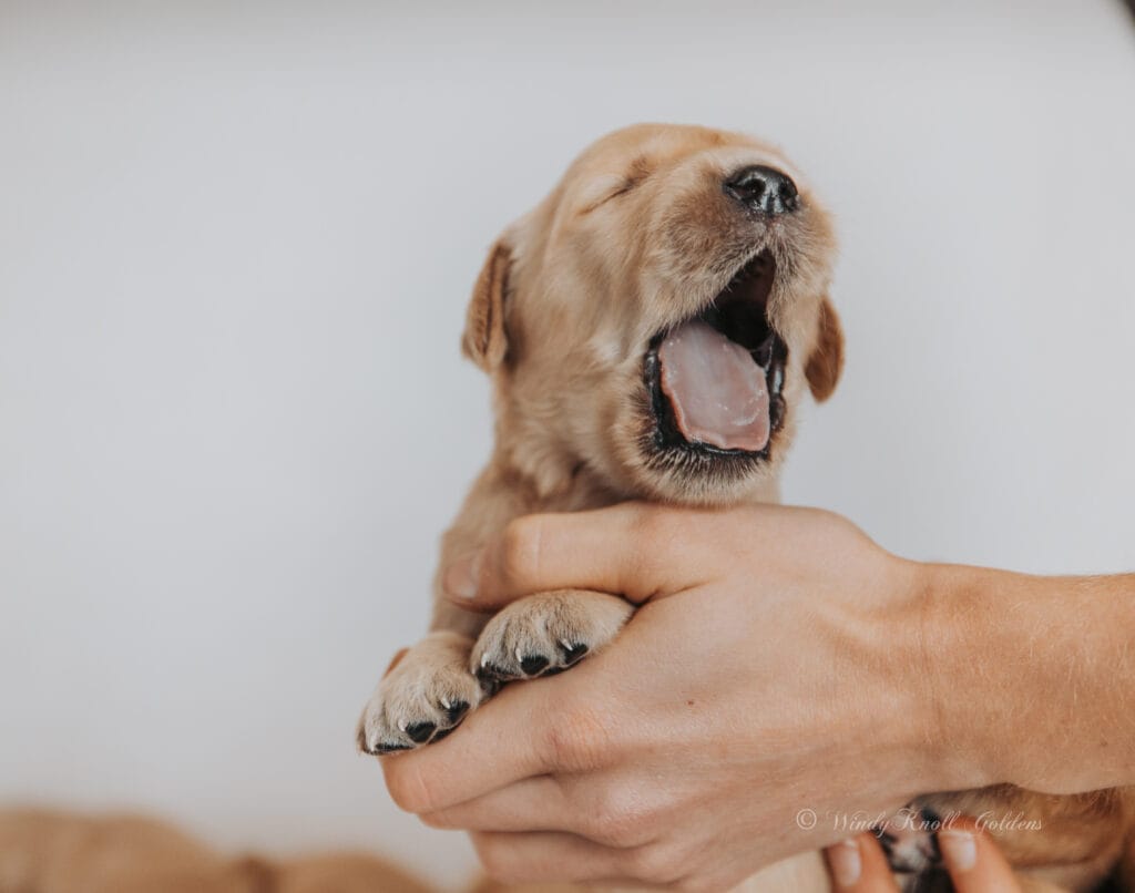 Cute puppies