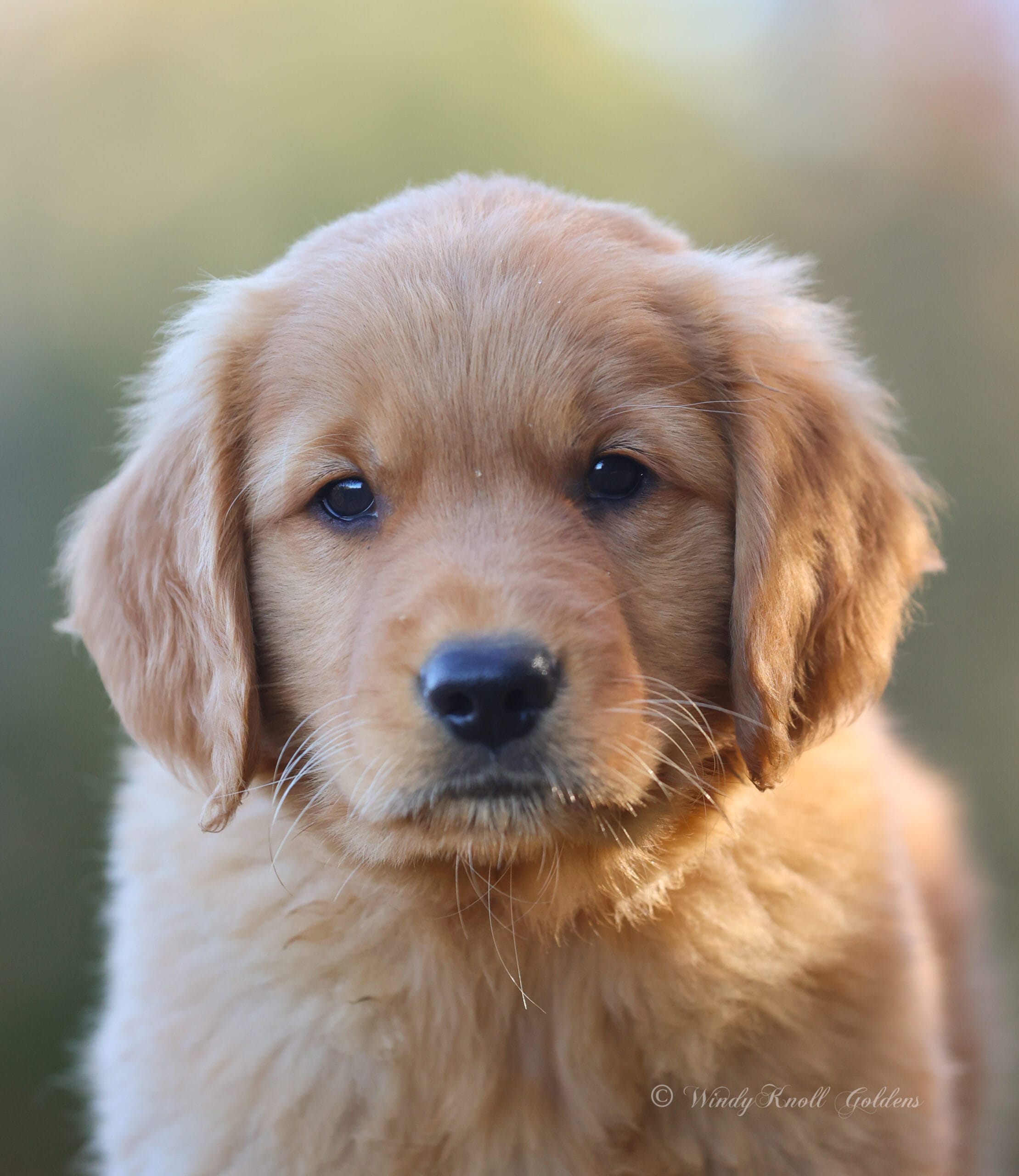 Ruddy Golden Puppy In Maine