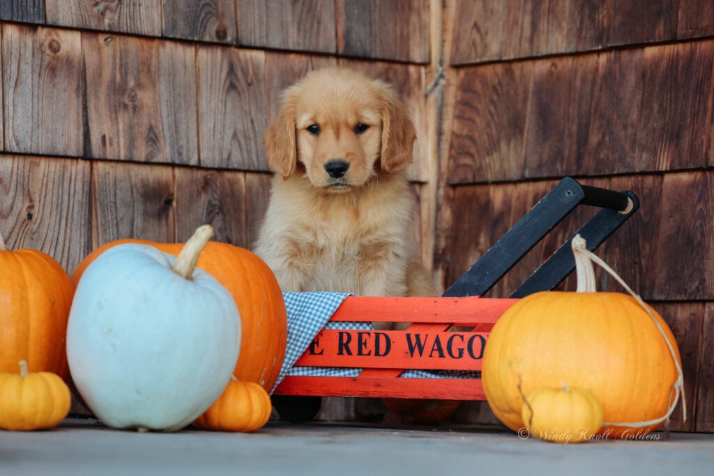 AKC Golden Puppy Sitting on a porch in Maine