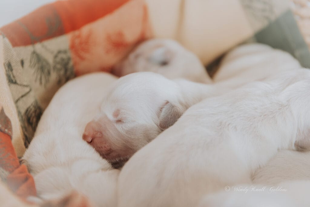 English Cream puppies sleeping together in a basket 
