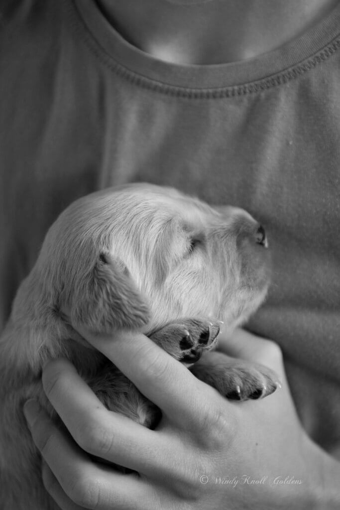 Golden Retriever Puppies in Maine