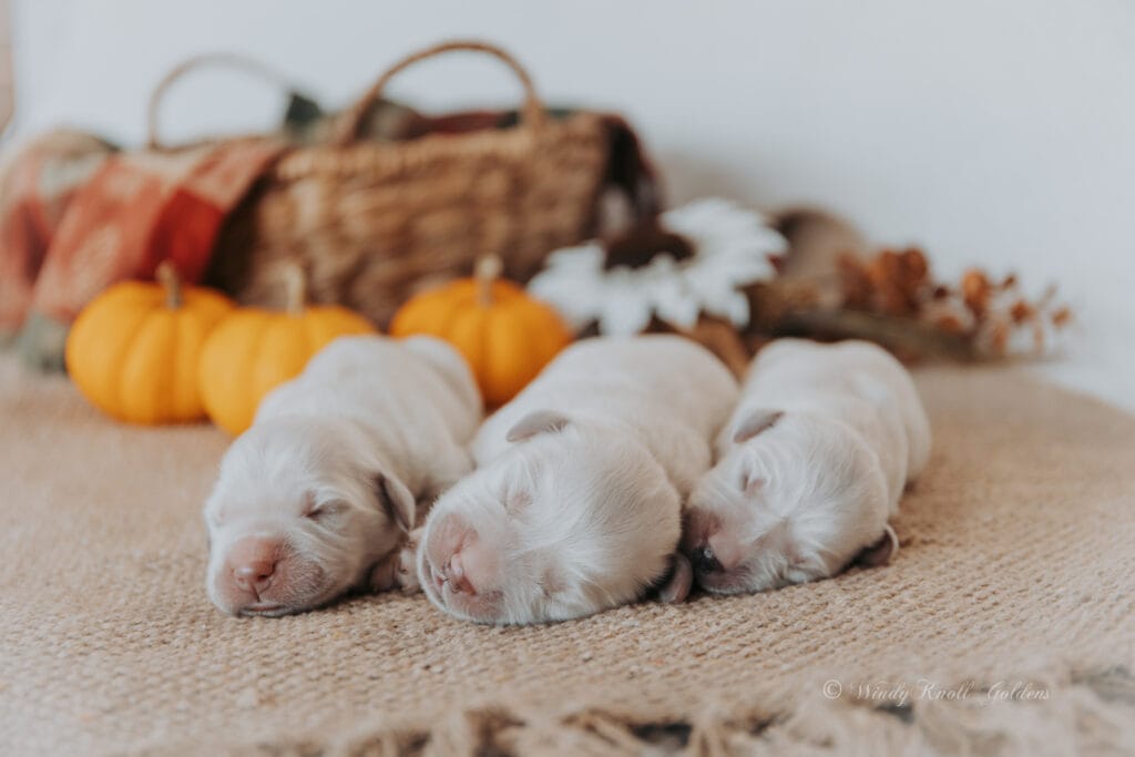 Cute sleeping English cream puppies 