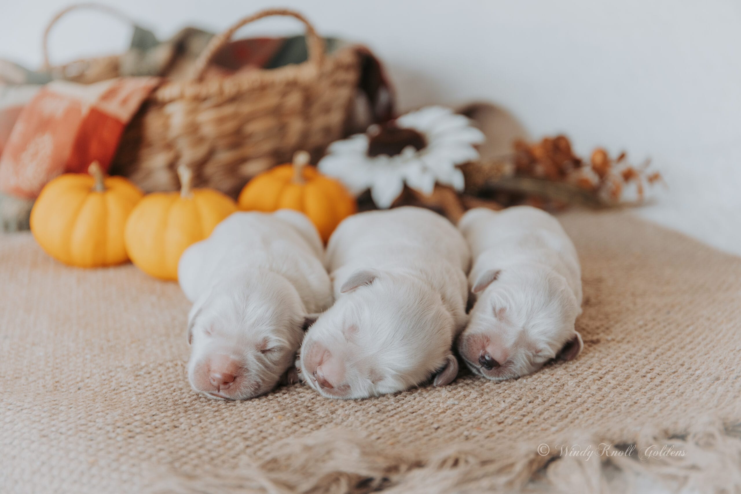 English Cream Puppies in New England