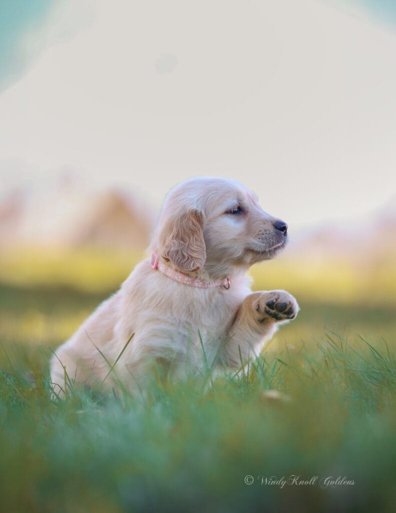 AKC Breeders in New England