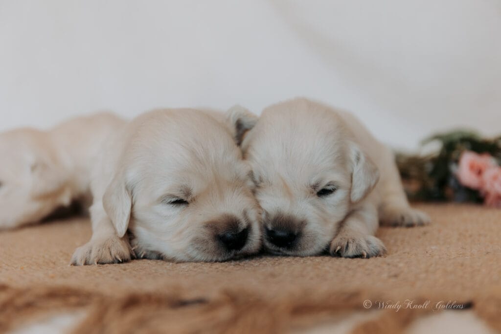 English Cream Golden Retriever Puppies in Maine