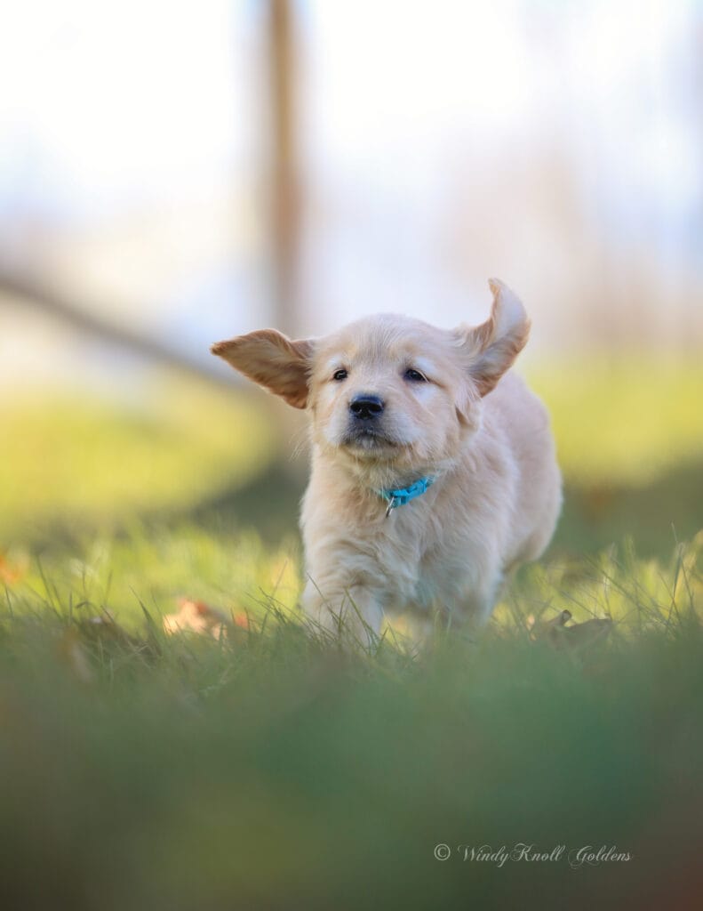 new puppies in maine