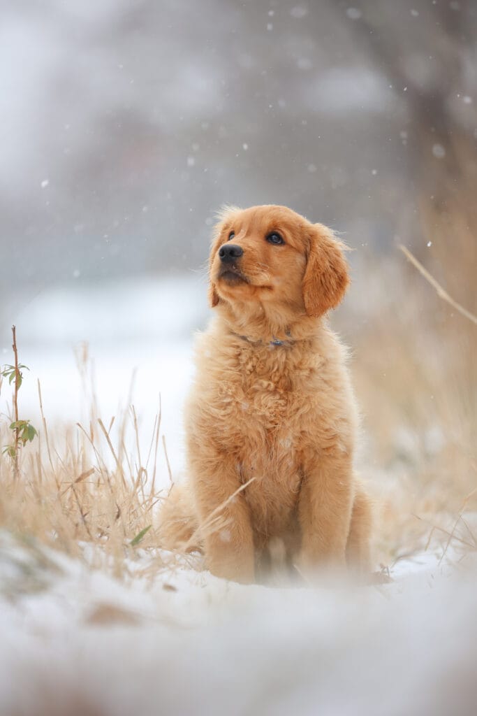 Golden Retriever puppy available