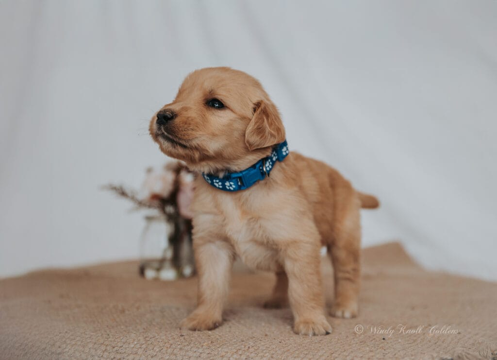 Golden Retriever Puppies In Maine 4 weeks old