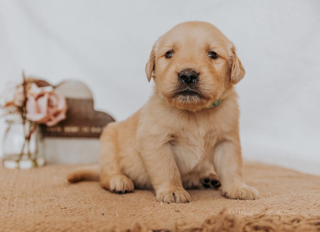 Golden Retriever Puppies Near Me 