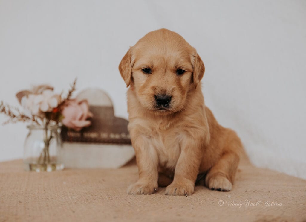 Golden Puppies In Maine Windy Knoll Goldens