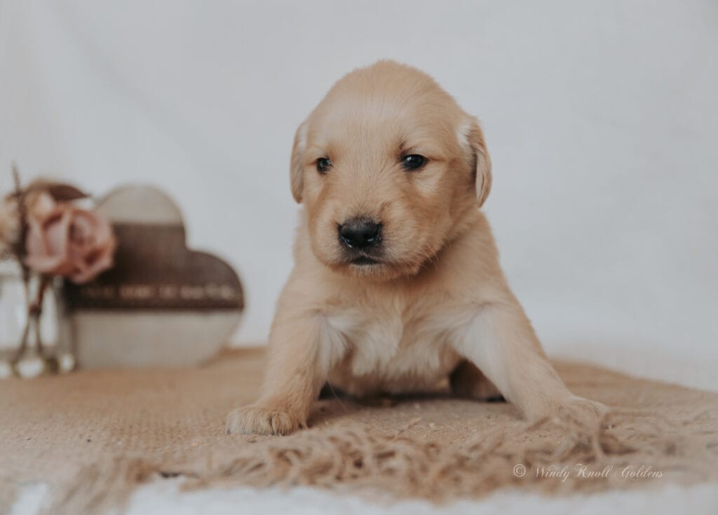 Cute Golden Retriever Puppy Pictures