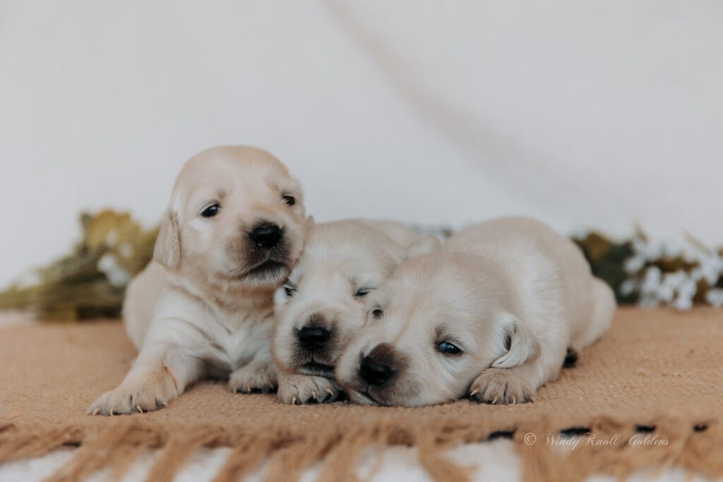 English Cream Puppies in Maine