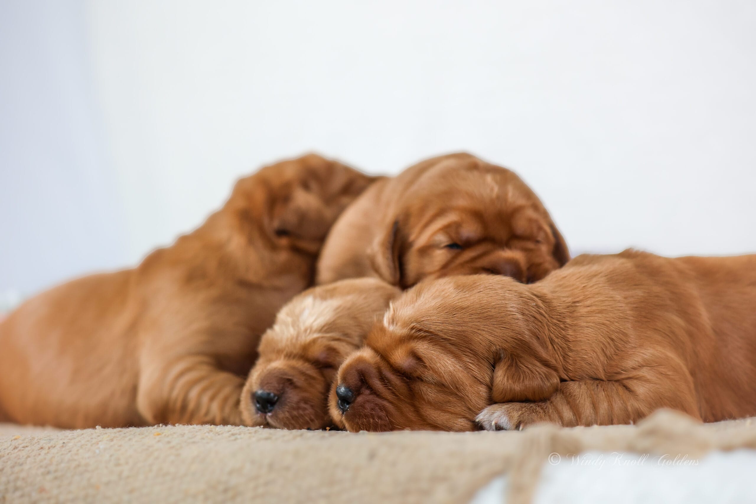AKC Dark Red Golden Retriever Puppies In Maine
