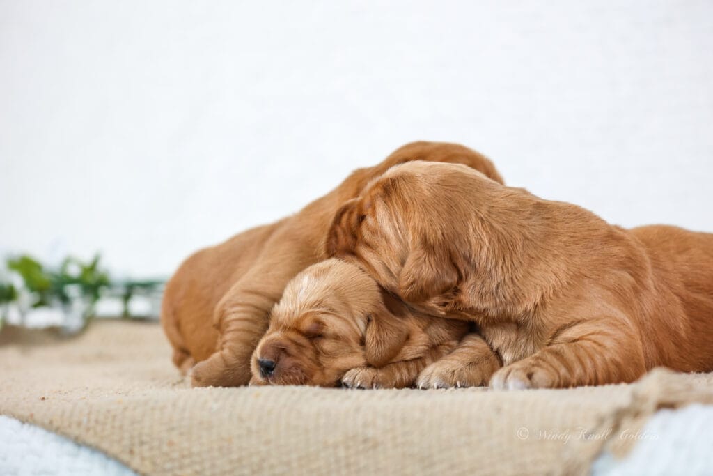 Newborn Golden Puppies Windy Knoll Goldens