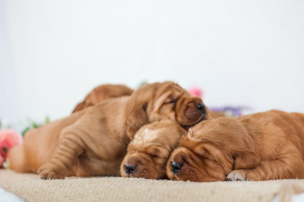 Dark Red Golden Retriever Puppies In New England