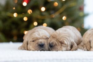 Golden Retriever Puppies in Maine