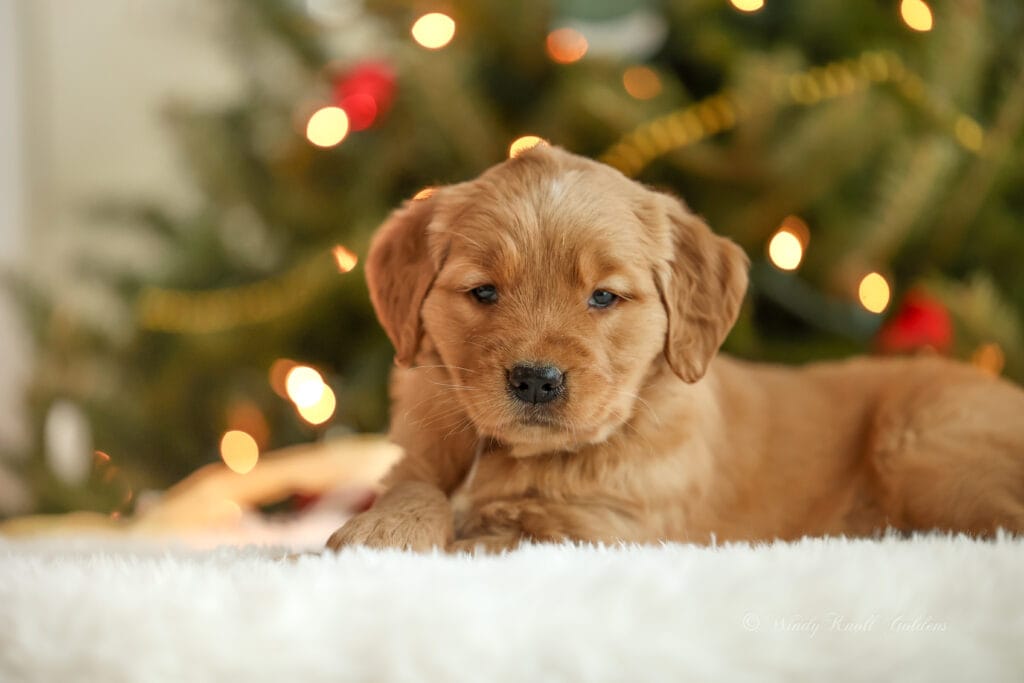 Christmas puppy photos