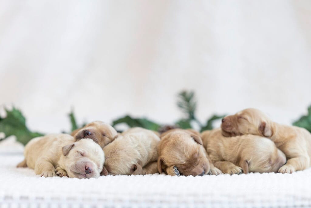 Golden Retriever puppies for sale in maine