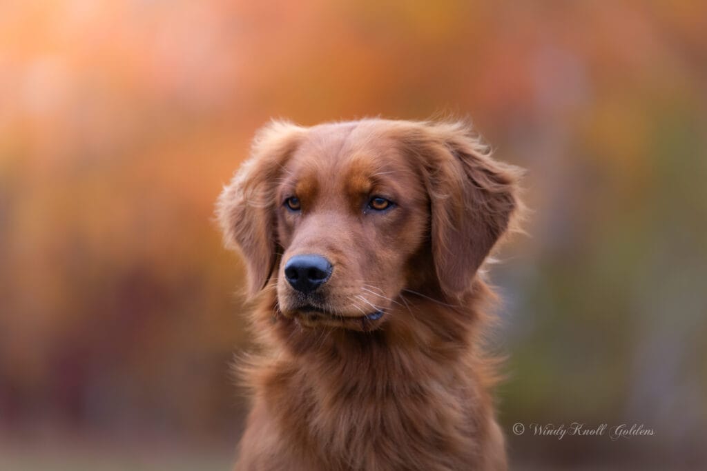 dark golden male in maine