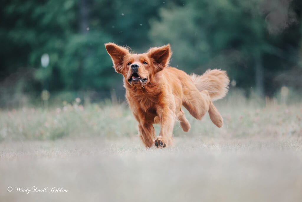 A reddish gold golden retriever running toward the camera through a field with trees behind it in Bradford, Maine.