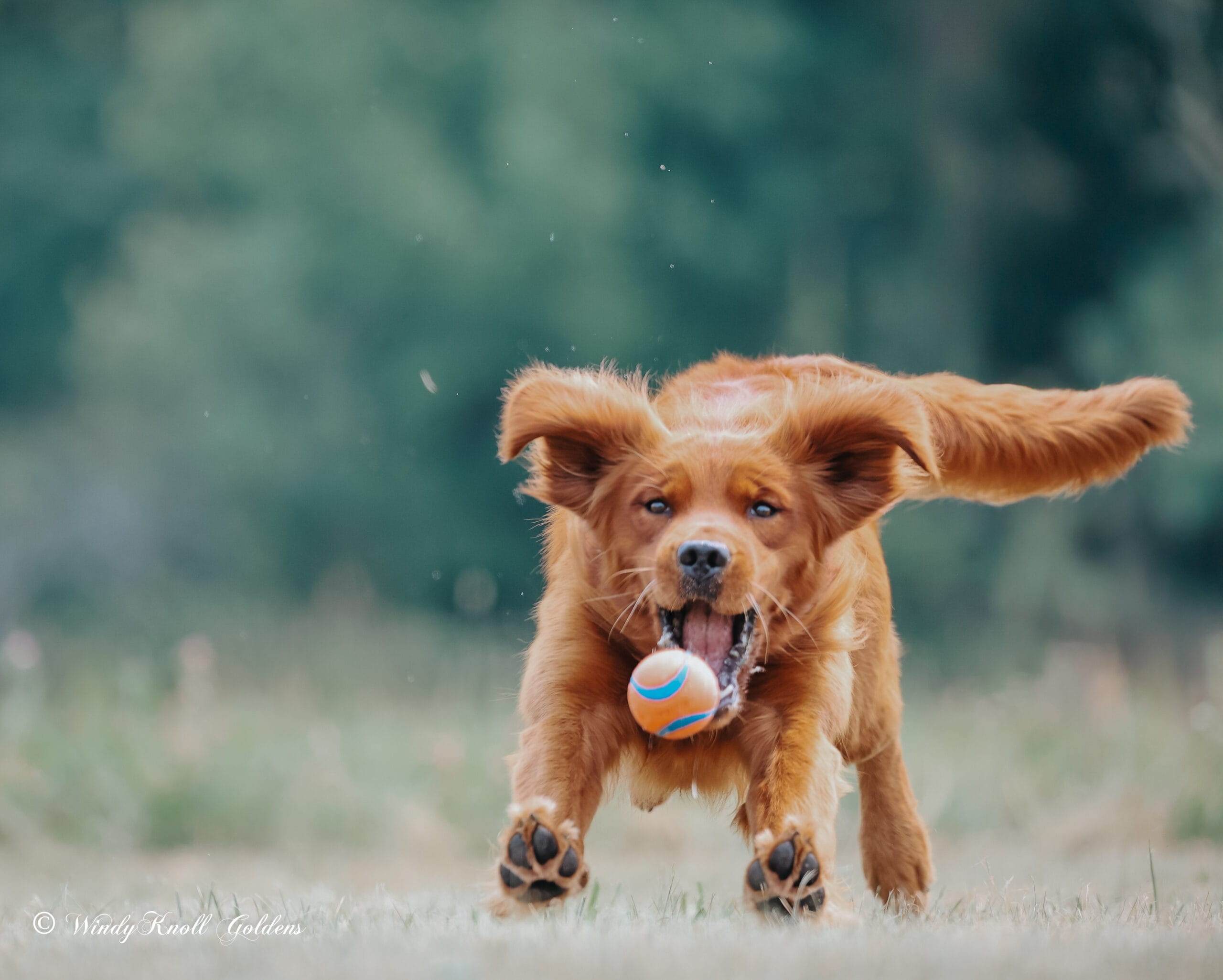 Golden retriever weight done right: a lean red golden with a white chest catching an orange and blue ball on the grass at Windy Knoll Goldens in Bradford, Maine.