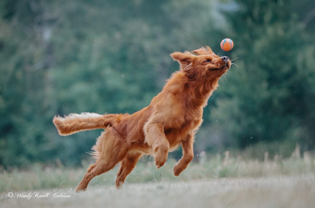 A red golden retriever leaping through the air after an orange and blue ball in a grassy field at Windy Knoll Goldens.