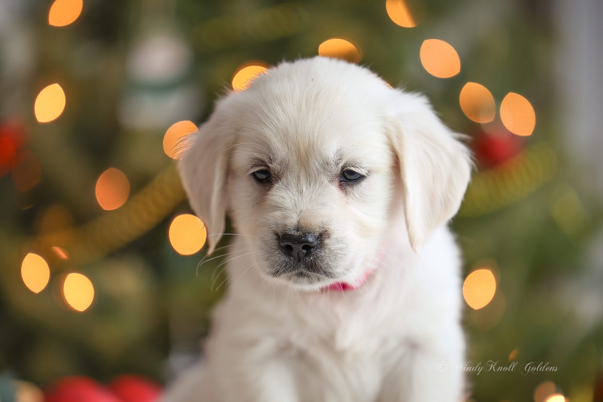 Puppies Windy Knoll Goldens