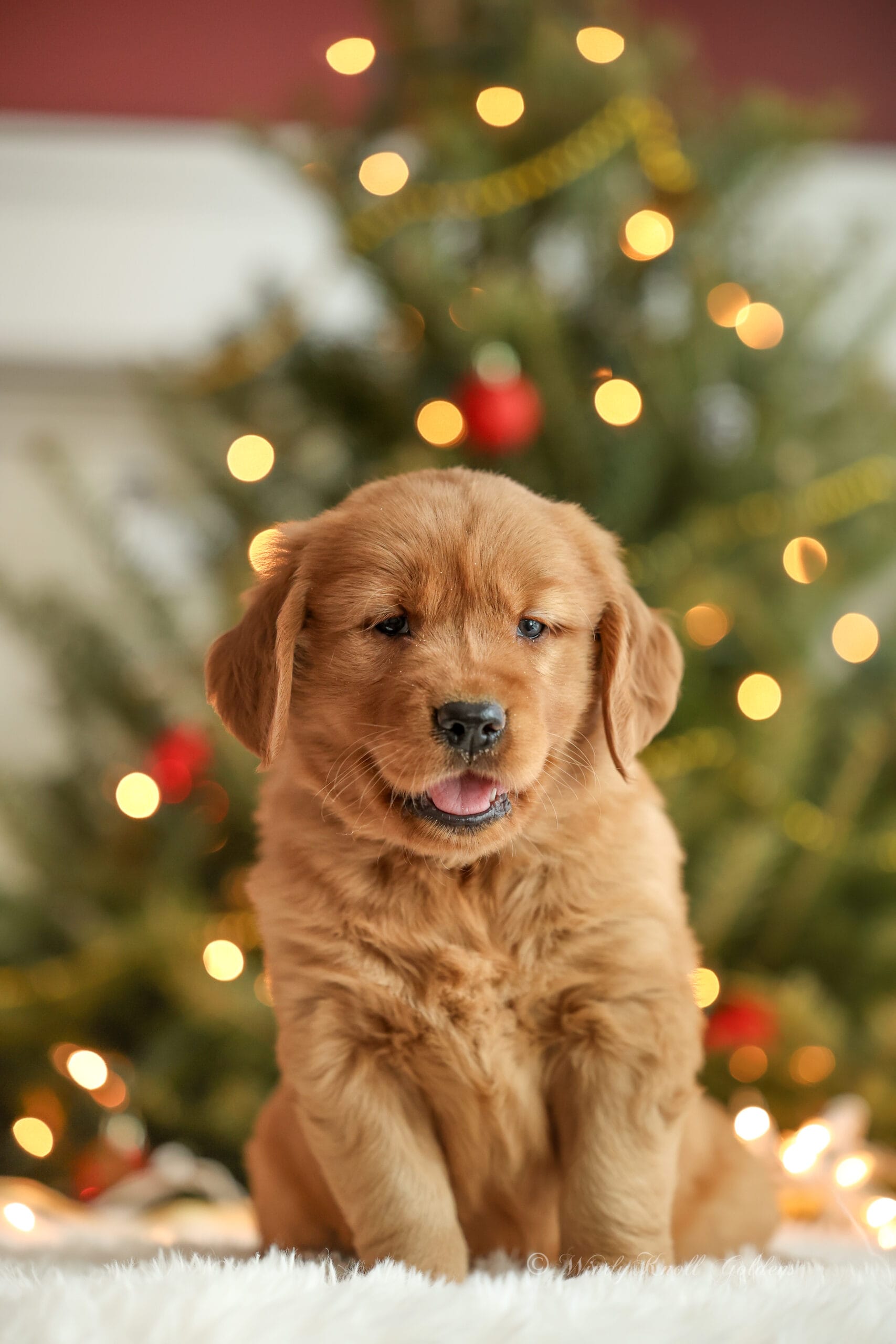 Christmas Puppy Photos