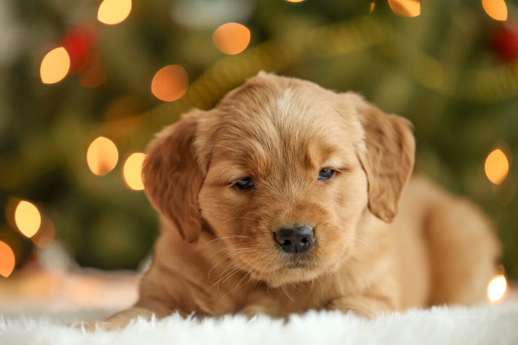 Christmas puppy in maine
