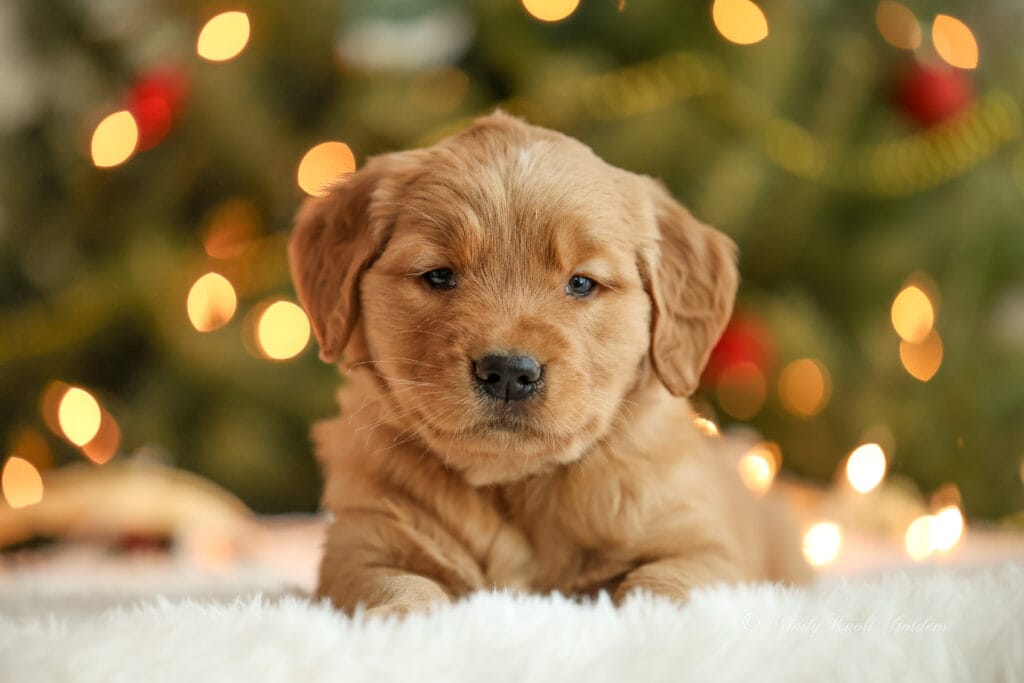 Christmas puppies