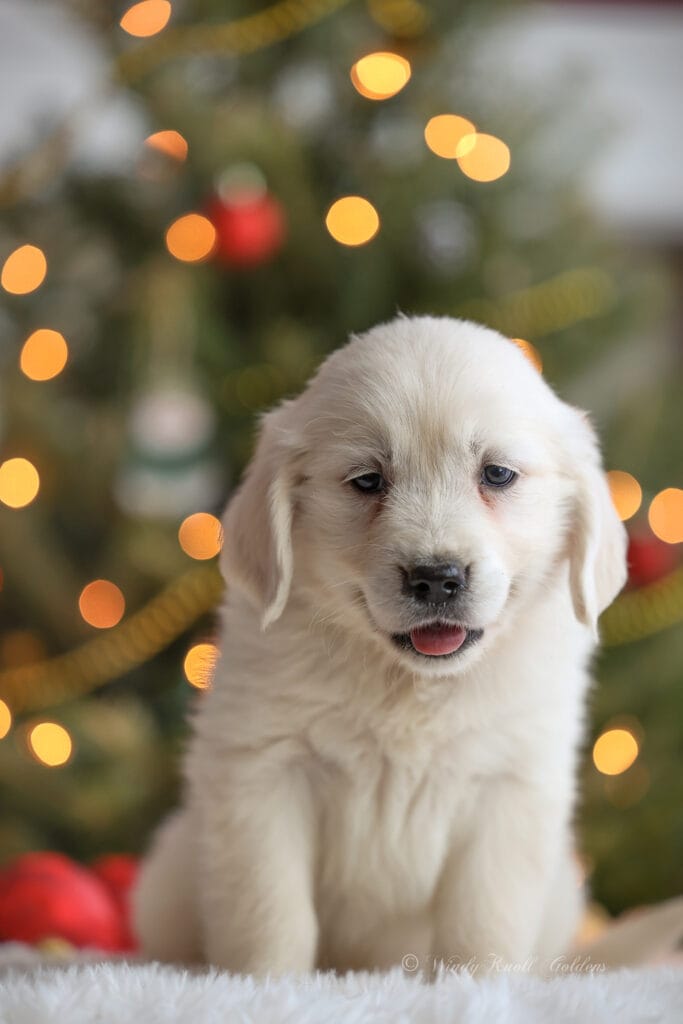 Windy Knoll Goldens AKC Goldens