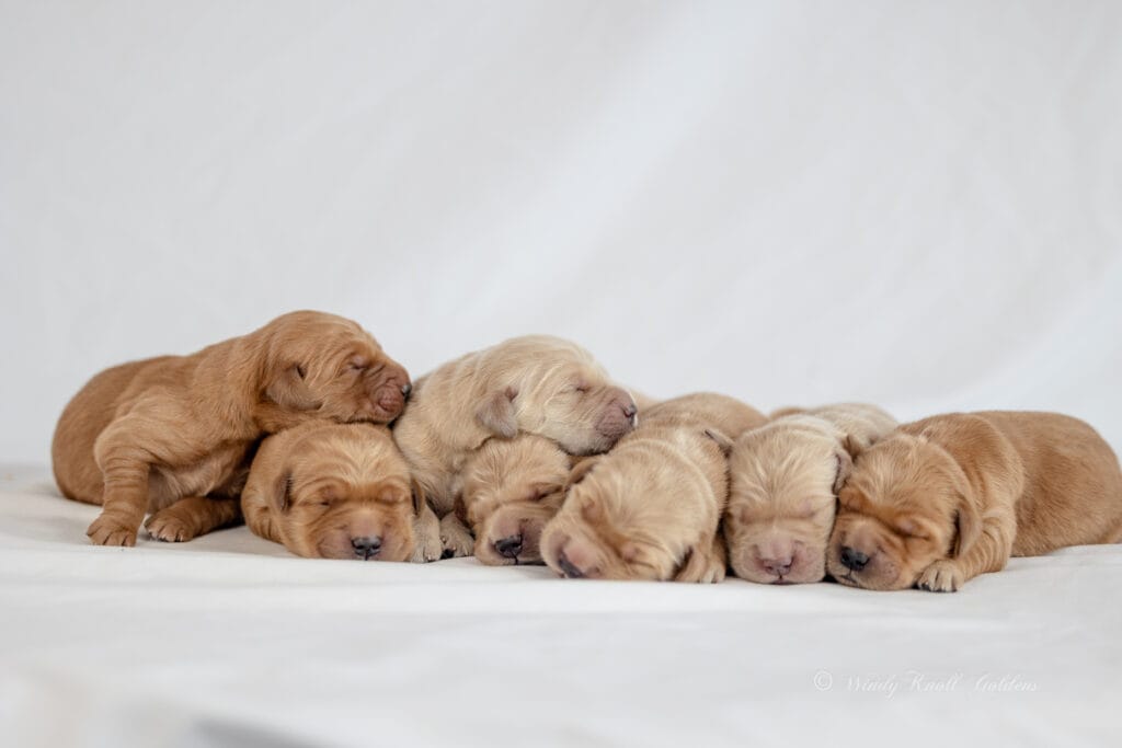 Golden Puppies in Maine