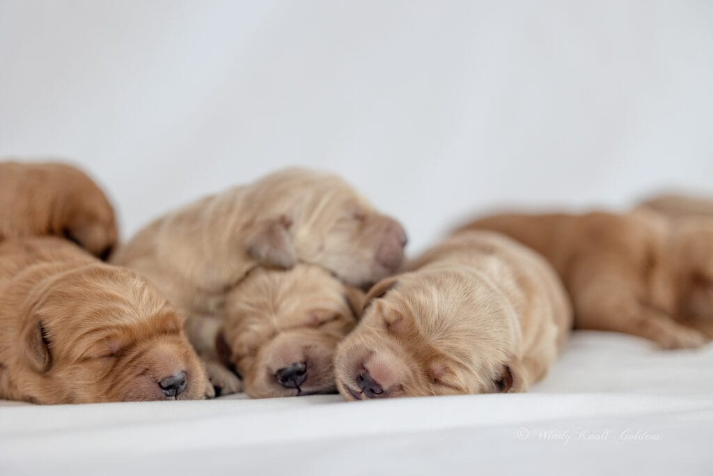Golden Puppies For Sale in Maine
