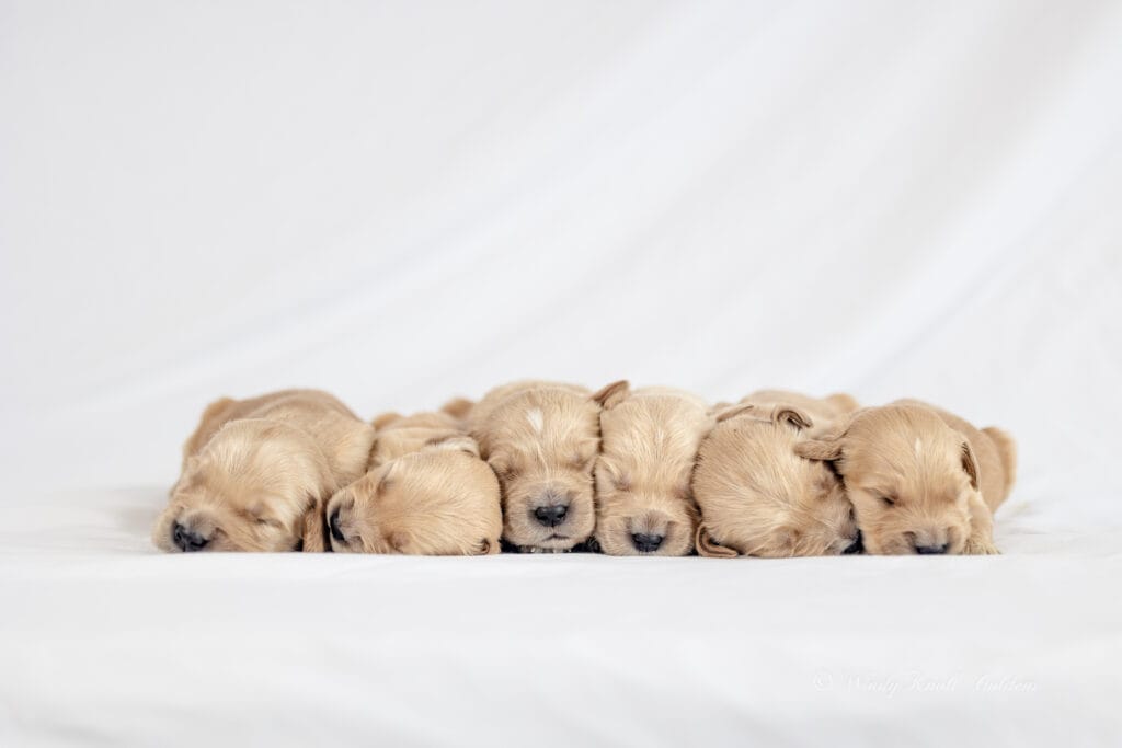 puppies in Maine sleeping