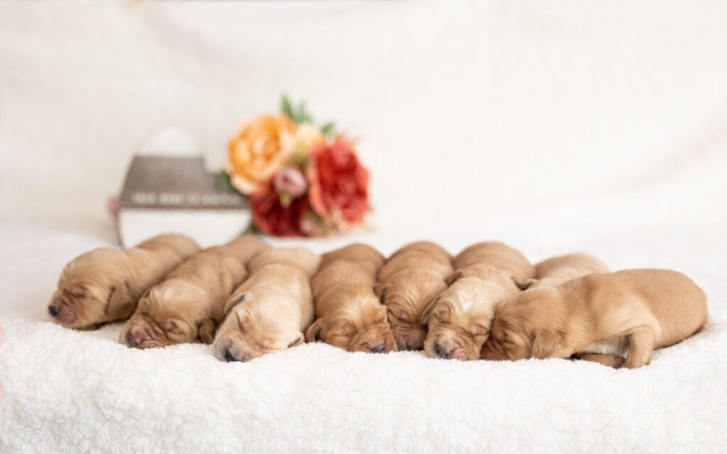 golden puppies in maine
