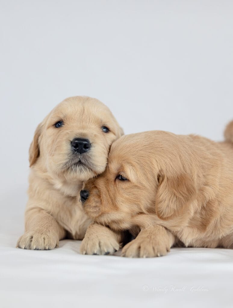 Golden Puppies