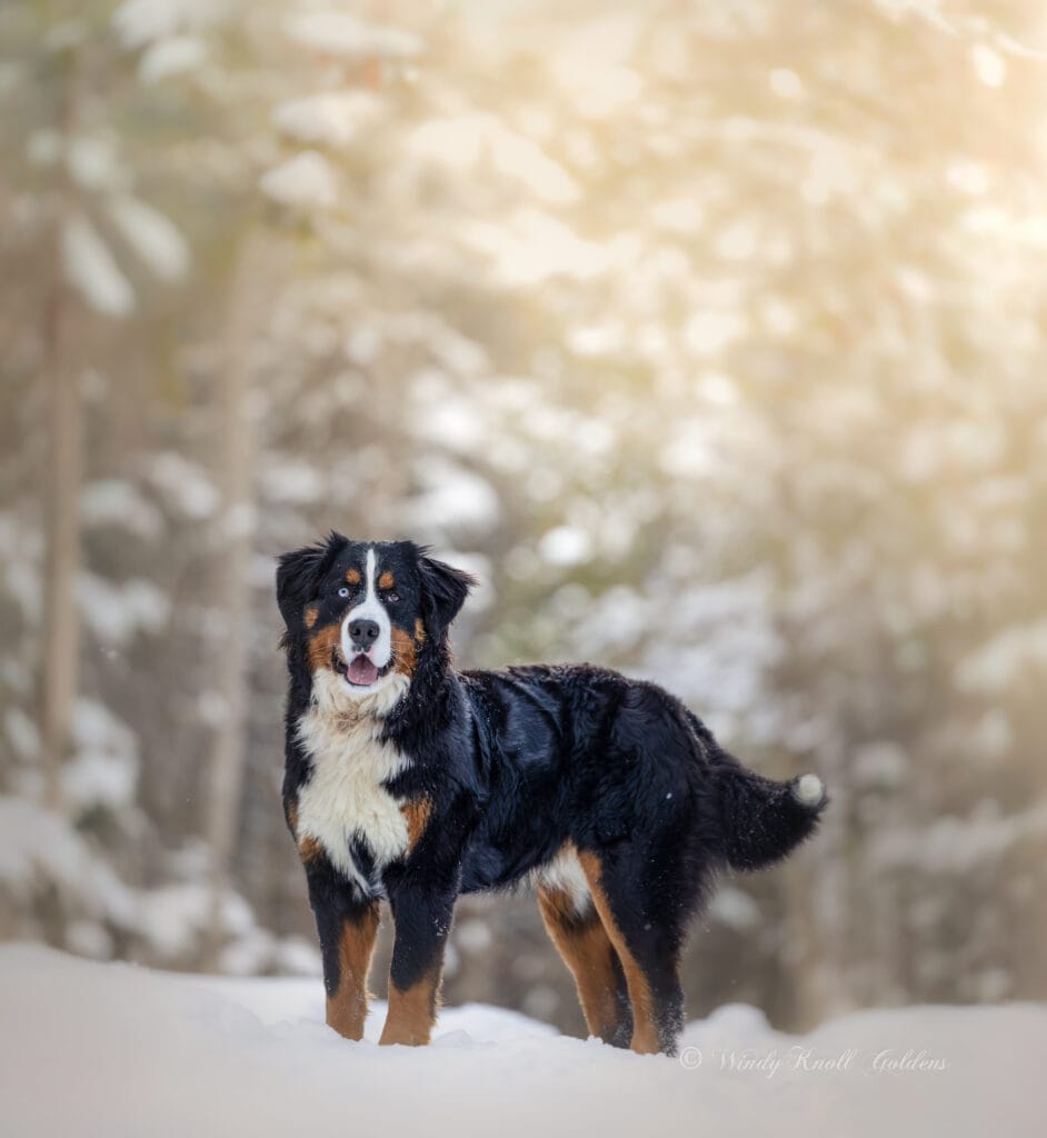 Bernese Mountain Dog in Maine