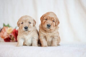 growing Golden retriever puppies in maine