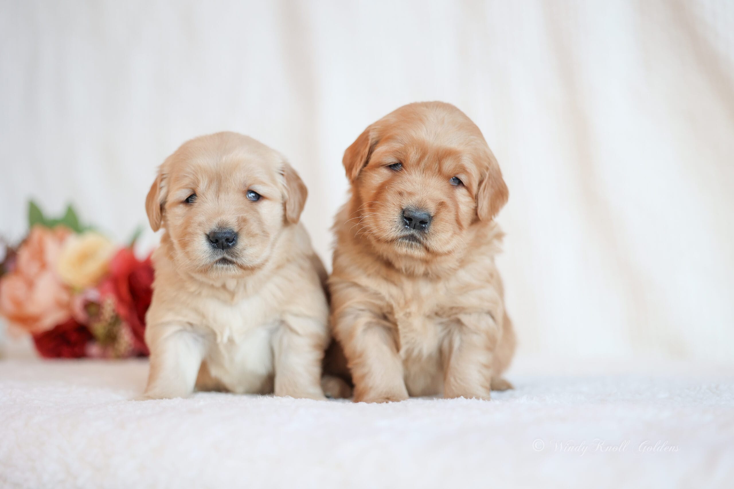 growing Golden retriever puppies in maine