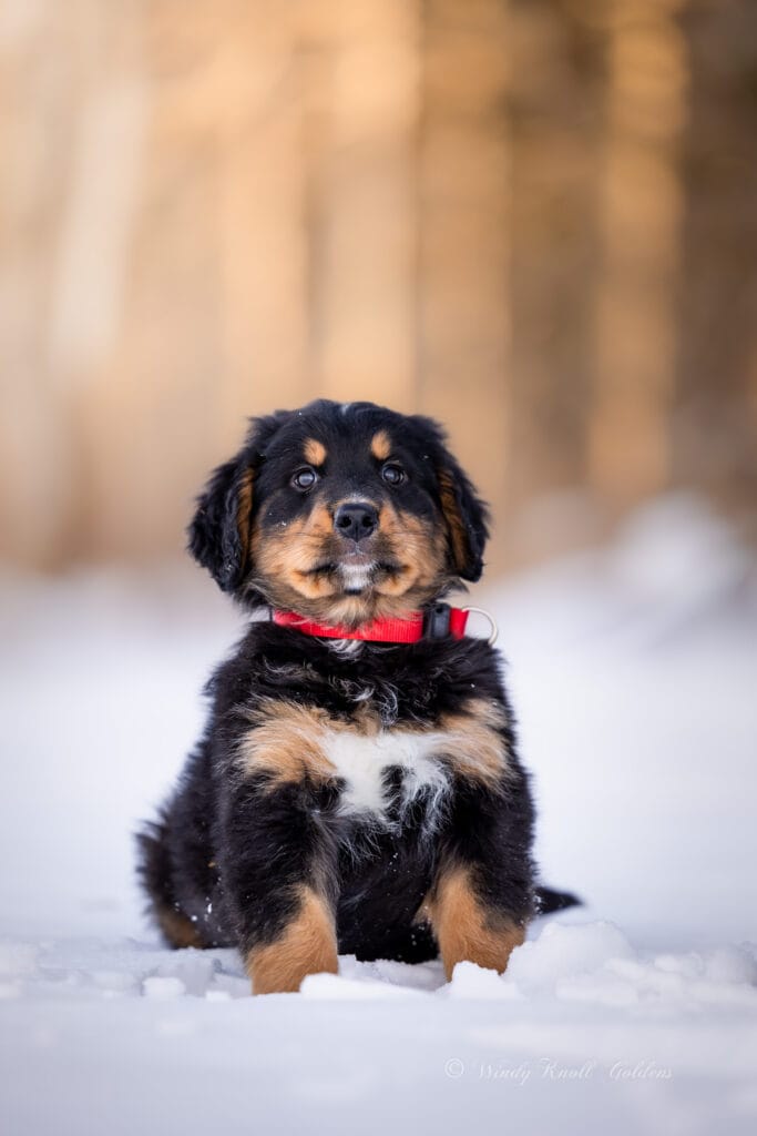 Golden Mountain Dog Puppy In Bradford Maine